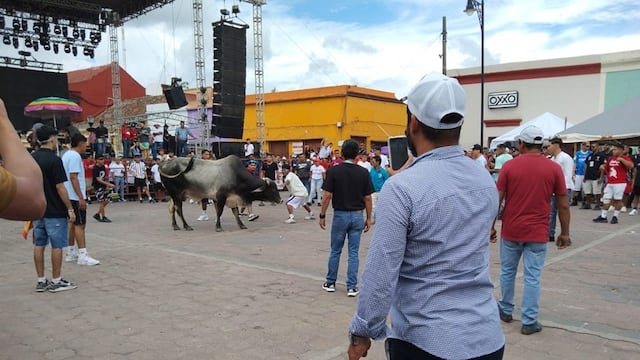 Sueltan toros en embalse de Tlacotalpan, Veracruz; acusan maltrato