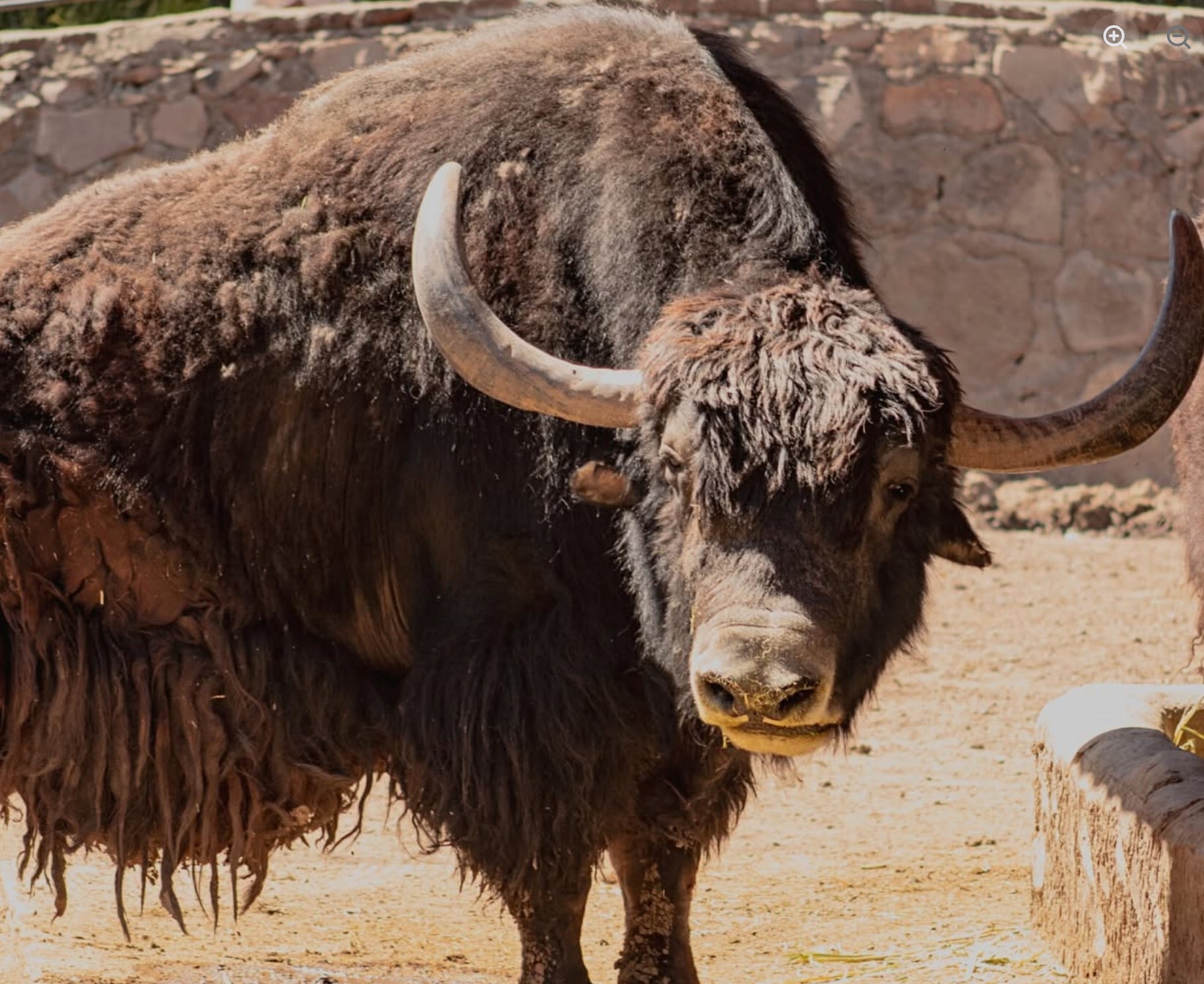 Yak del Zoológico de León