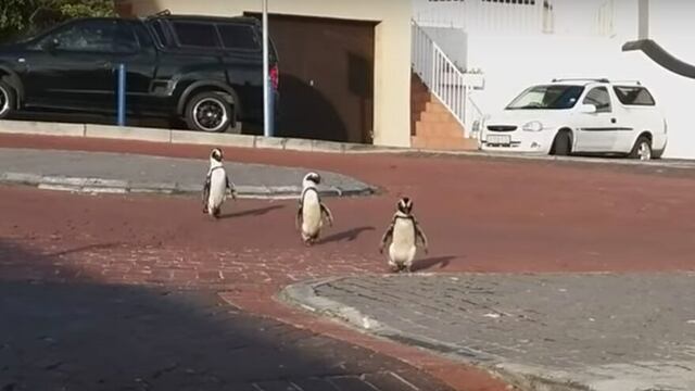 Pingüinos africanos.