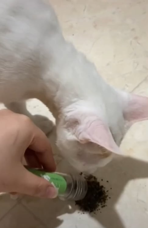 Gato oliendo Catnip