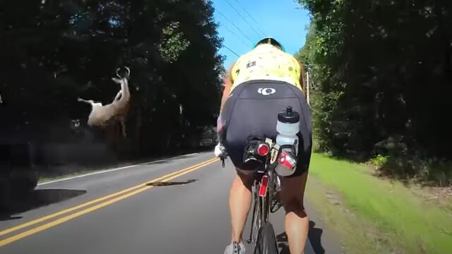 Tras ser atropellado, un ciervo sale volando y casi golpea a un ciclista