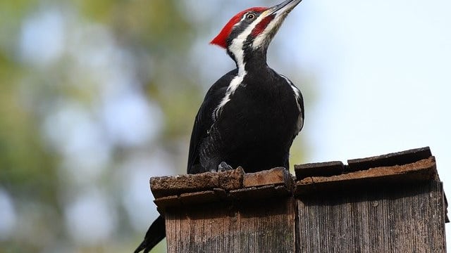 Declaran extinta al pájaro carpintero de pico marfil y otras 22 especies