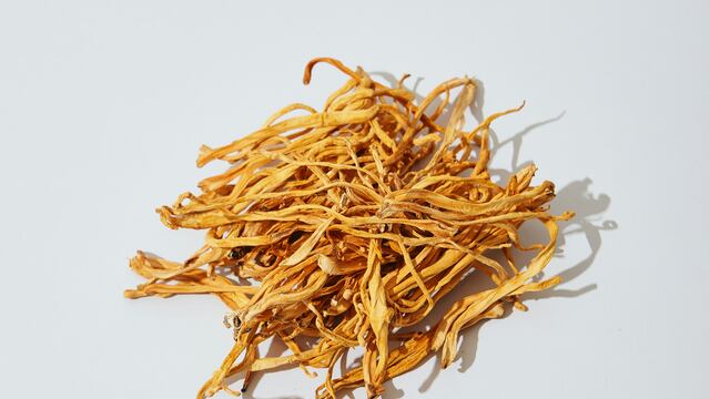 Hongo parasitario 'Cordycep'