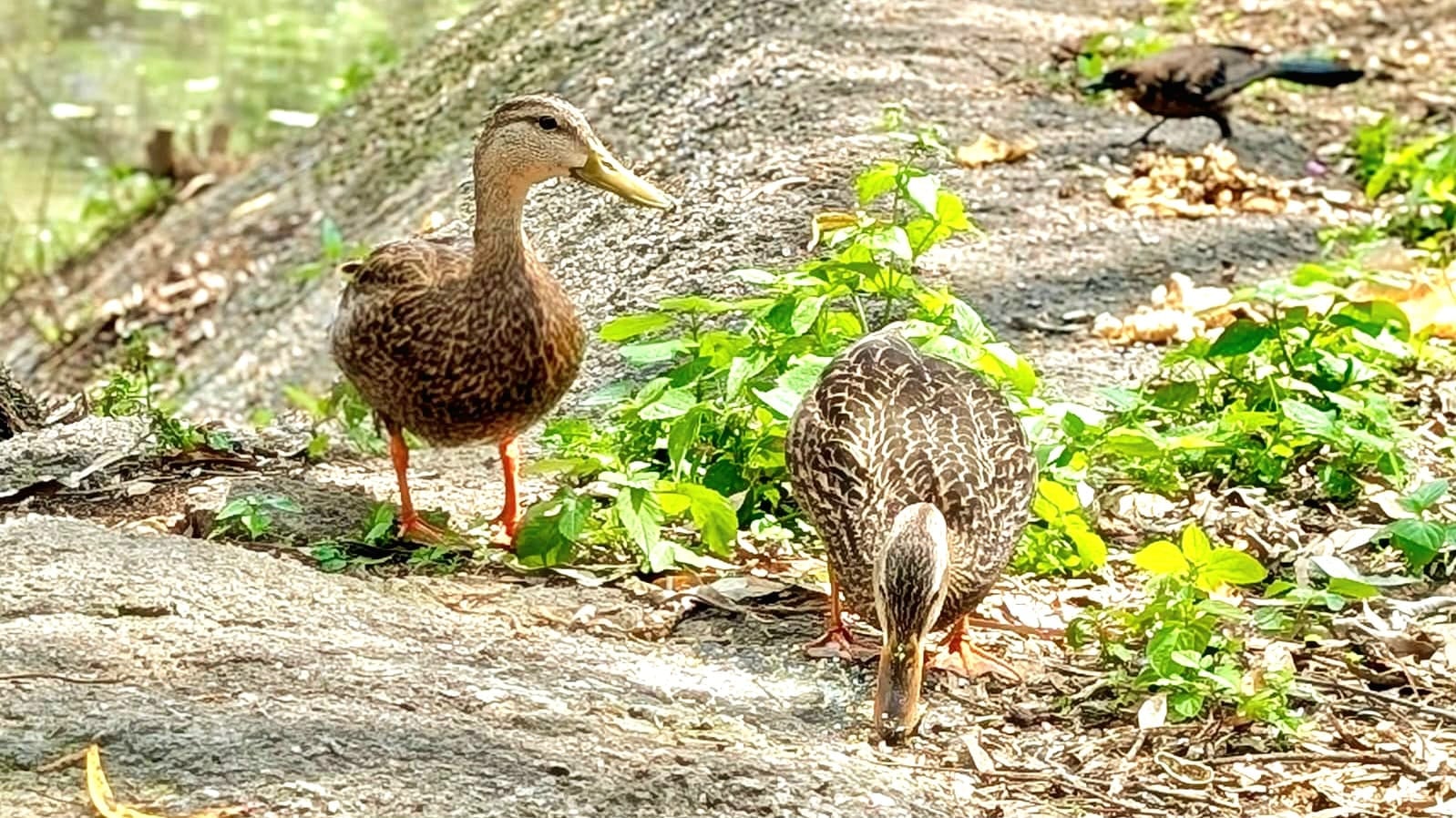 Coyoacán recupera el lago Huayamilpas y atrae al pato mexicano.
