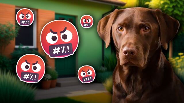 Le arrancaron la cara a un perro en la alcaldía Tlalpan de la CDMX