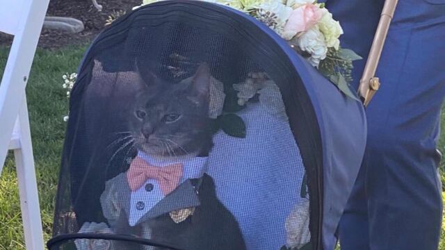 Gato como padrino de bodas