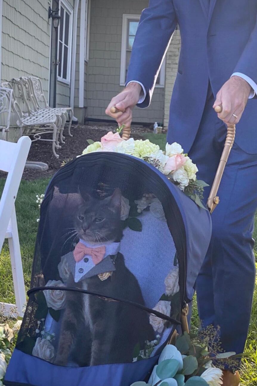 Gato como padrino de bodas