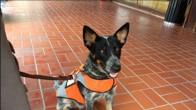 Desde binomios caninos adiestrados para detectar explosivos, hasta halcones capacitados para ahuyentar aves, formaron parte del operativo de seguridad