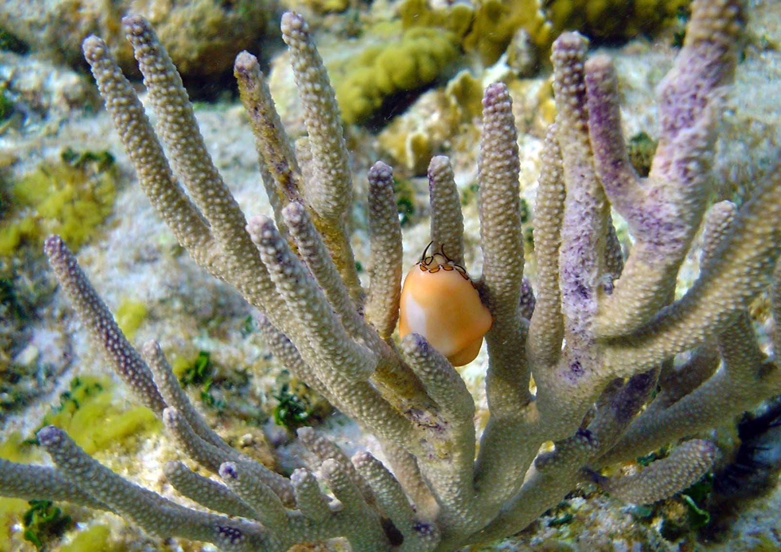 Arrecife de Alacranes: Precio y cómo llegar al lugar en México que Google reconoció en el Día de la Tierra