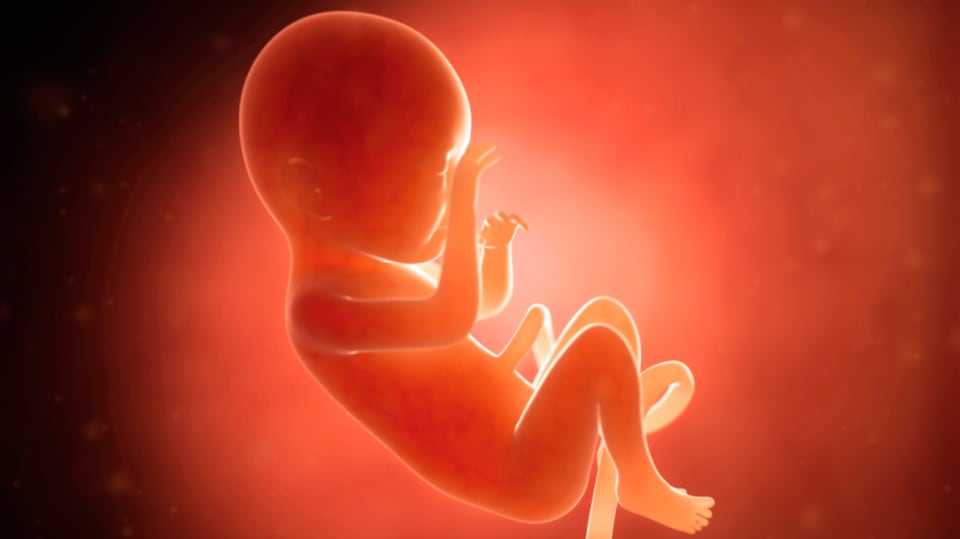 ¿Qué se celebra el 25 de marzo? Hoy es Día Mundial del Niño Por Nacer, Día Internacional del Waffle, Día Internacional de Solidaridad con el Personal Detenido y Desaparecido, y Día Internacional de Recuerdo de las Víctimas de la Esclavitud y la Trata Transatlántica de Esclavos