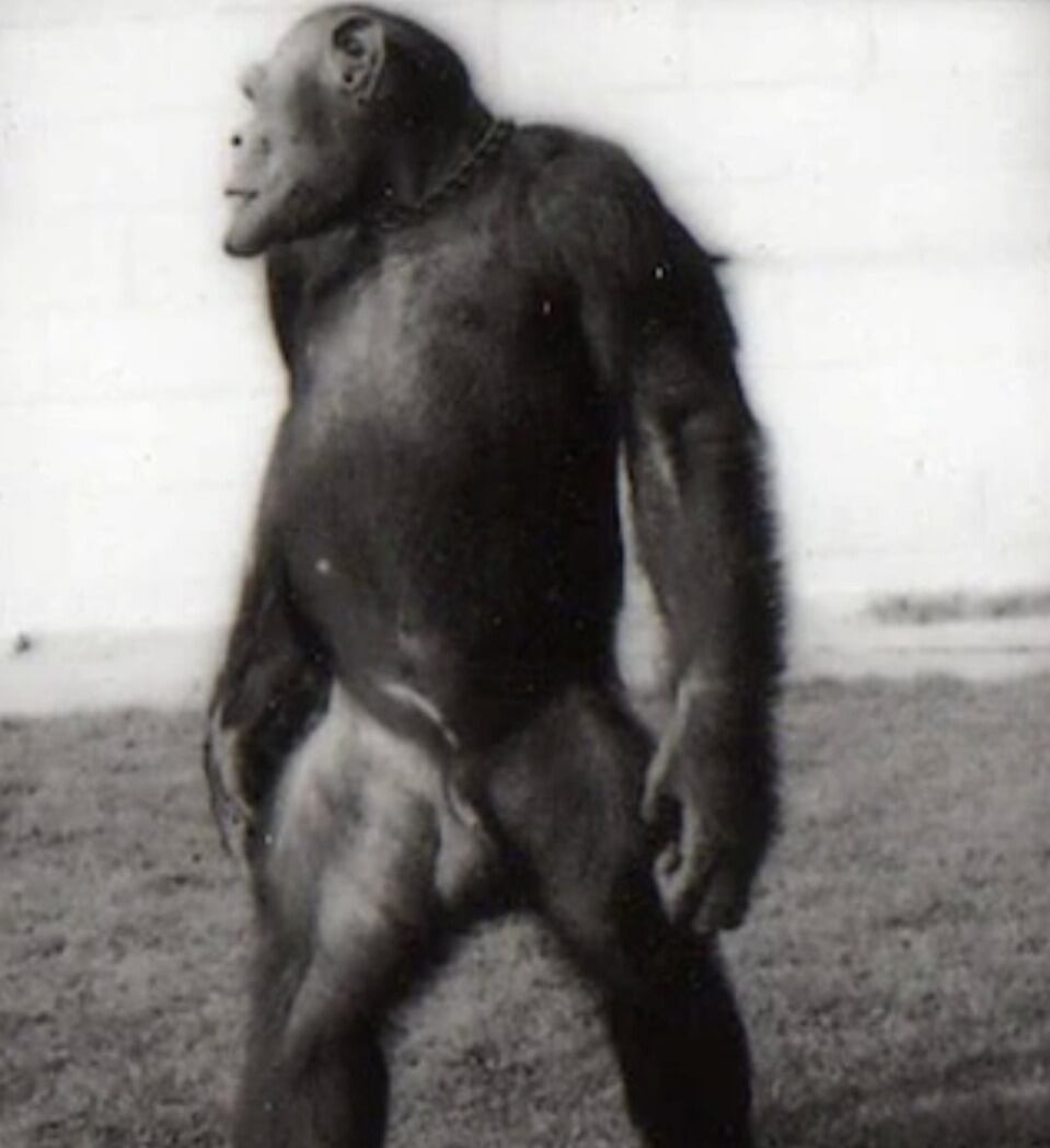 ¿Quién es Oliver? El supuesto eslabón perdido entre el hombre y el mono