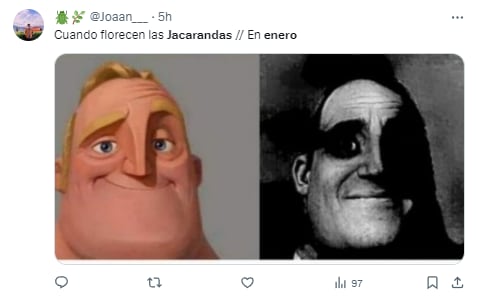 Memes de jacarandas floreciendo en enero