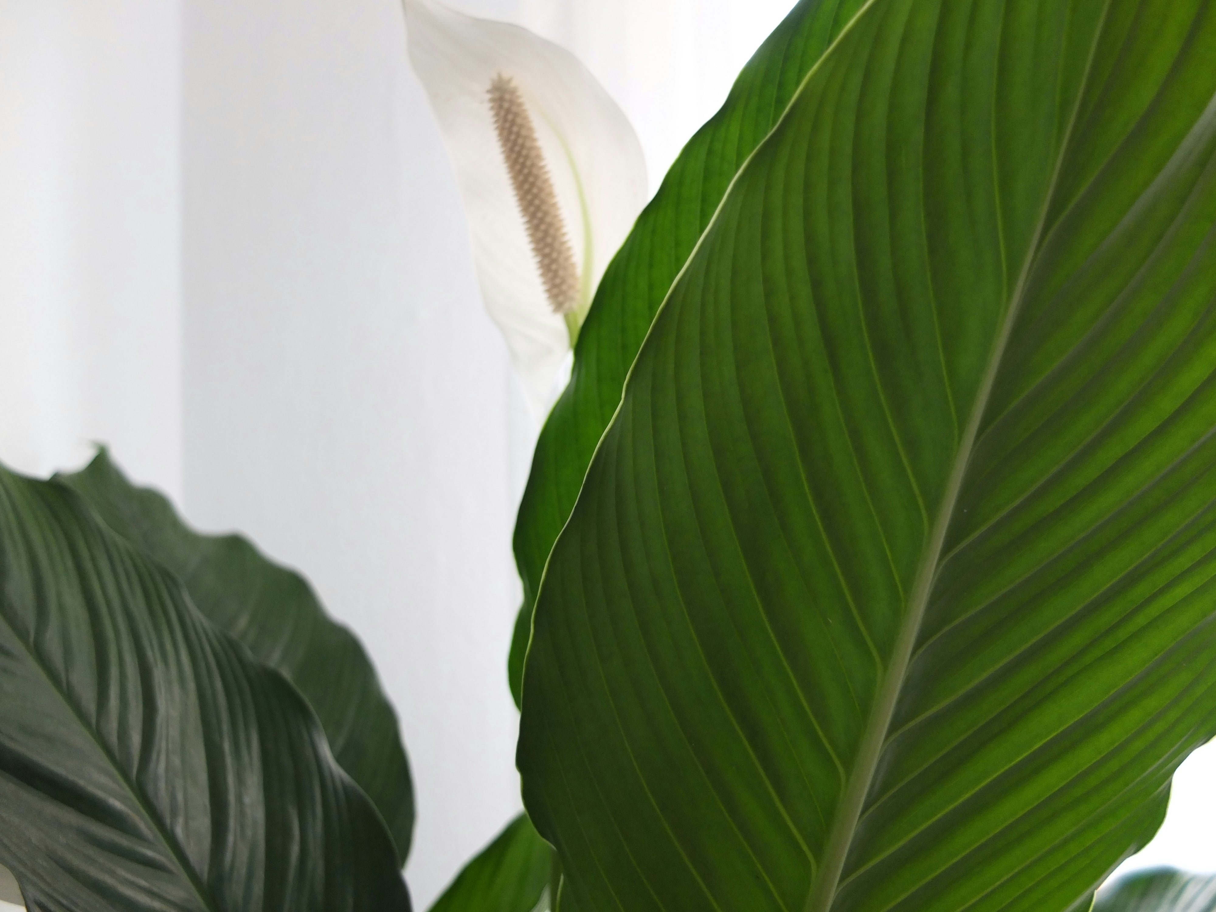 Planta cuna de moisés