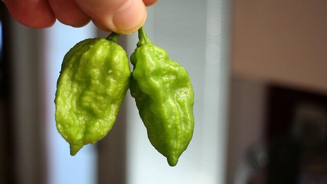 El chile más picoso del mundo según Taste Atlas