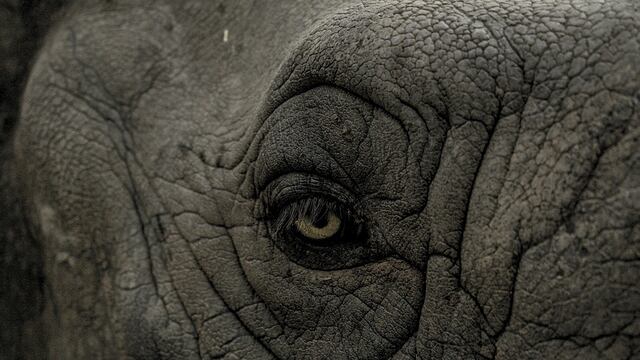 Un elefante llamado Osaba bin Laden mató a 5 personas.