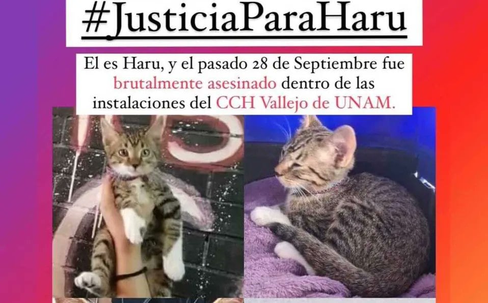 Justicia para Haru, gato asesinado brutalmente al interior de las instalaciones del CCH Vallejo