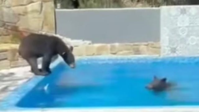 Familia de osos disfruta de la alberca en una casa de San Pedro Garza García