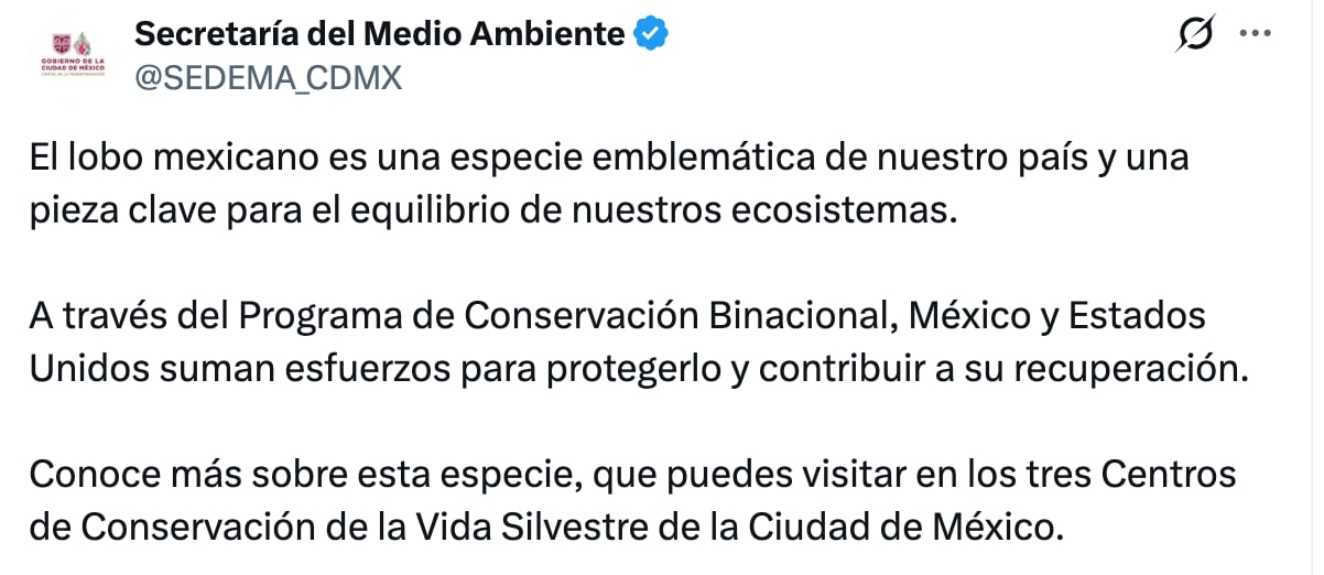 SEDEMA defiende protección del lobo gris mexicano
