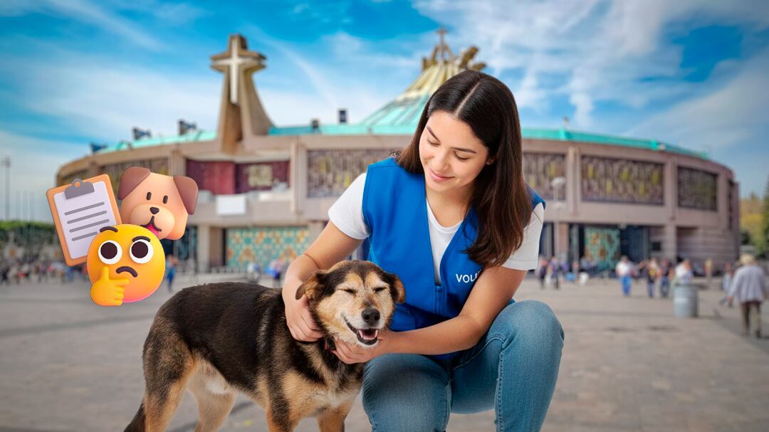 Cómo registrarte como voluntario para ayudar a perros peregrinos en la Basílica de Guadalupe en CDMX