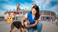 Cómo registrarte como voluntario para ayudar a perros peregrinos en la Basílica de Guadalupe en CDMX