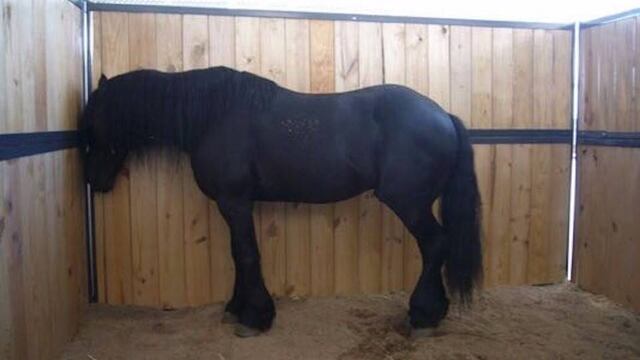 Los caballos del ex gobernador participaron en la feria de Santa Rita del 2013