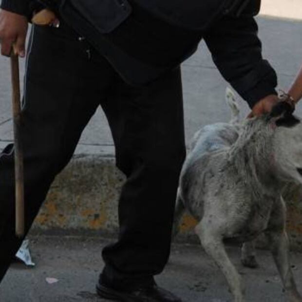 El maltrato animal como generador de violencia