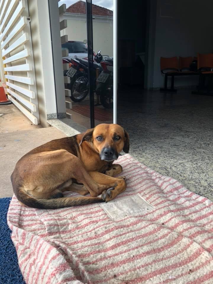 Perrito esperando a su dueño afuera de un hospital