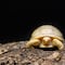 Nace la primera tortuga albina de Galápagos en zoológico de Suiza (FOTOS)