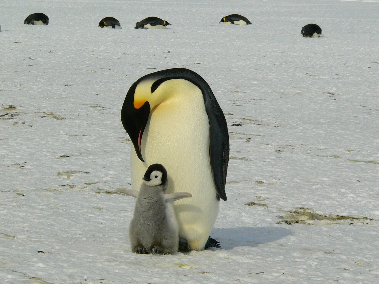 Pingüino emperador