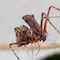 ¿Araña asesina? Nueva especie con patas en forma de lanza fue descubierta en Australia