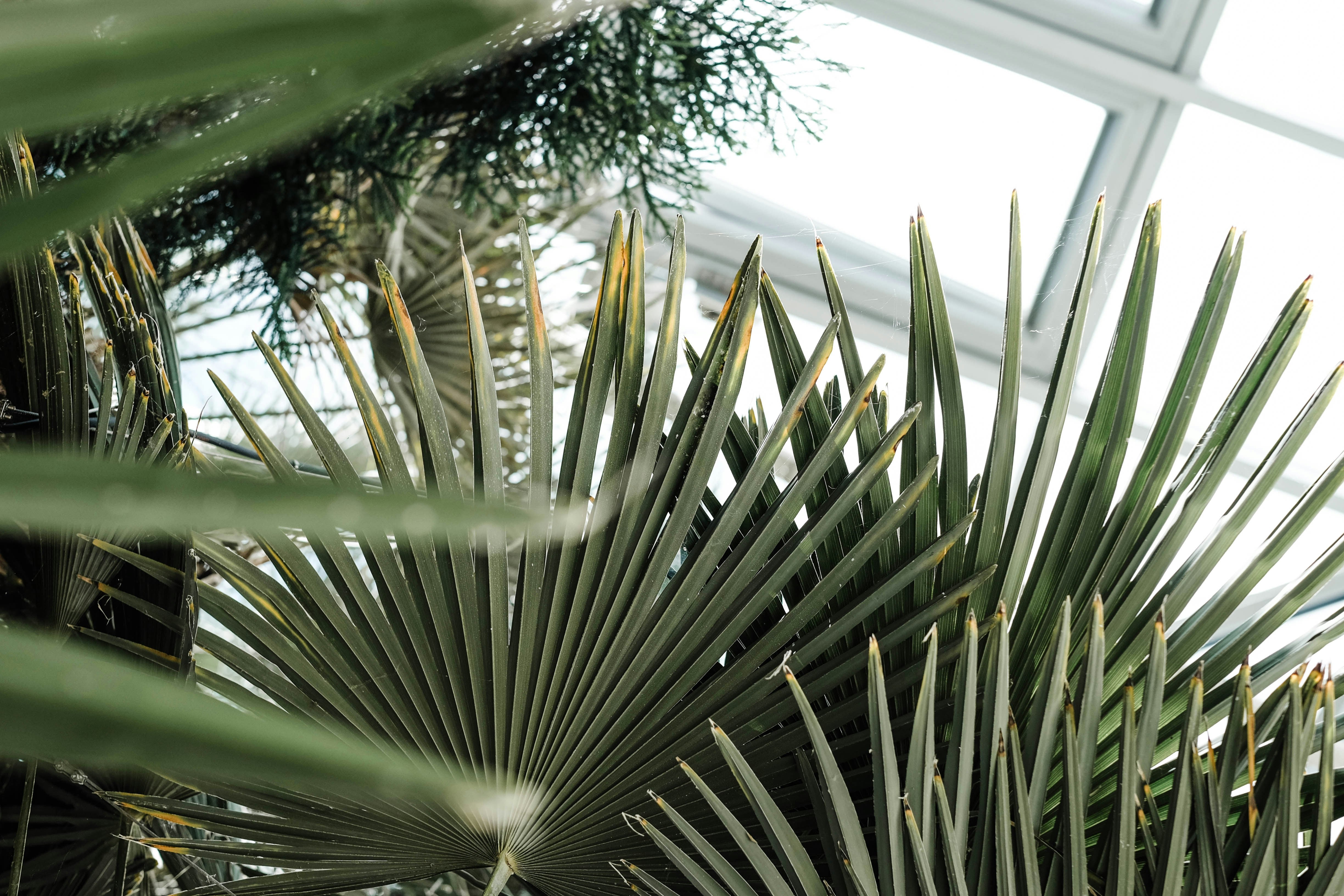 Este 11 de octubre es el Día Mundial de los Jardines Botánicos