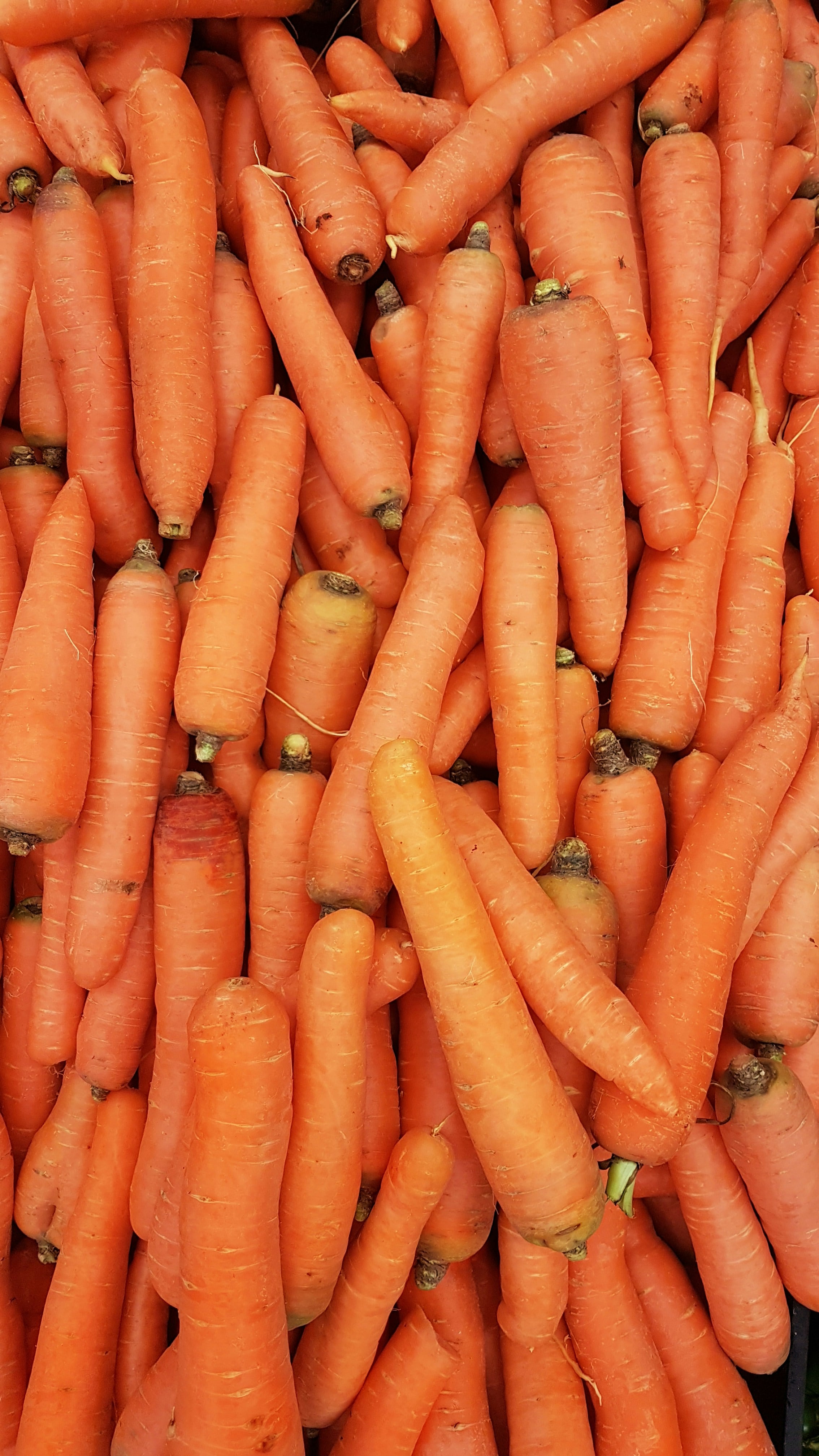 Zanahorias