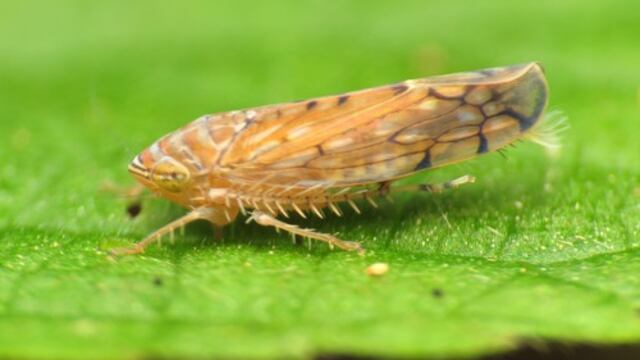 Alerta en Estados Unidos: plaga detectada en cargamento agrícola en frontera con México