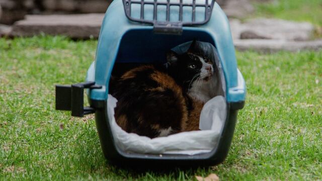 Gato de Palacio Nacional