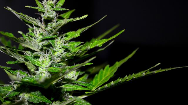 THC: sustancia activa en la marihuana