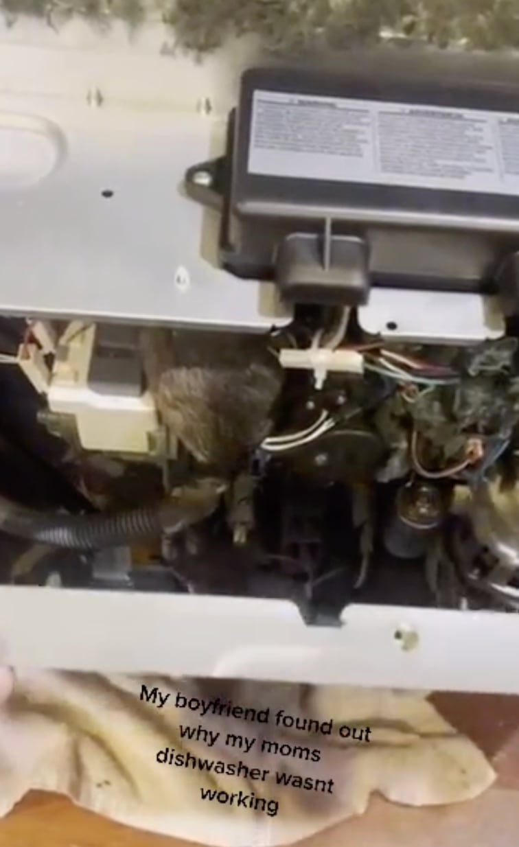 Ratas adentro de lavaplatos