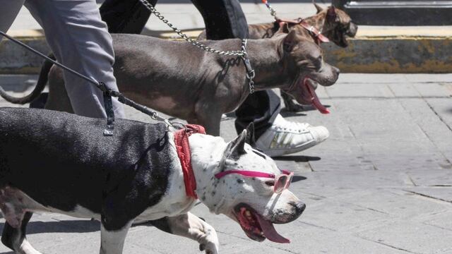 Van 17 perros envenenados.