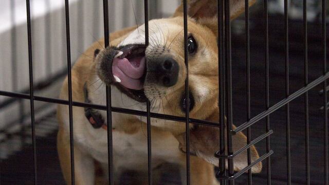 Ya no podrás comprar ni vender perros en Naucalpan