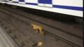 ¿Y los animales en el Metro?