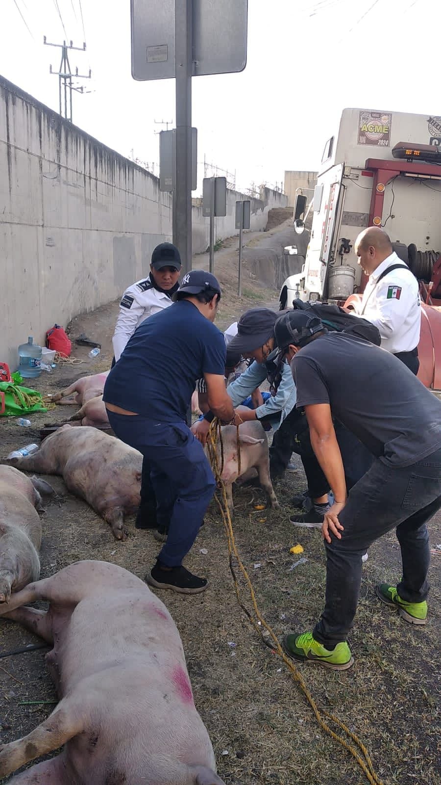 Cerditos fueron rescatados por el Gobierno de Cuautitlán Izcalli tras volcadura de tráiler