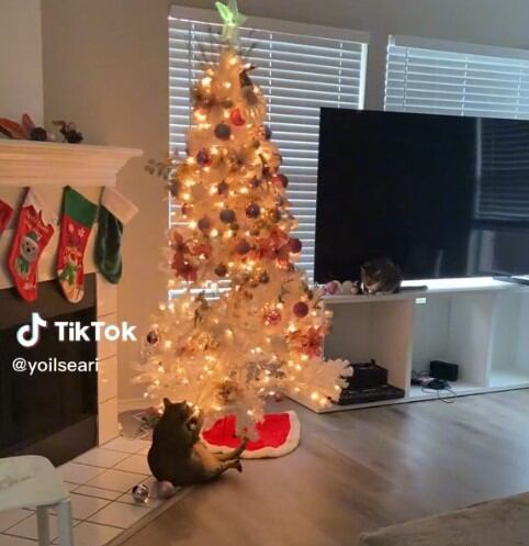 Video de TikTok