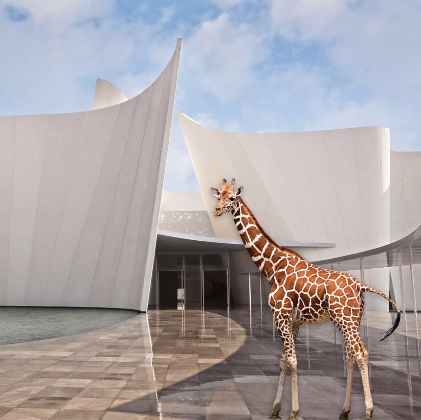 Memes de la Jirafa Benito