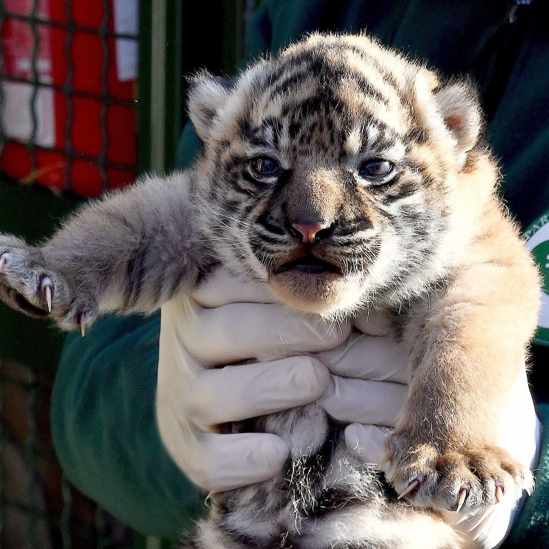 Tigre de sumatra nacido en Italia