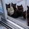 Gatos entienden a los humanos; prefieren ignorarlas: Estudio