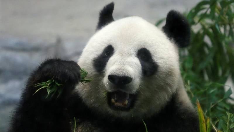 Oso panda está en el menú de restaurante en Japón