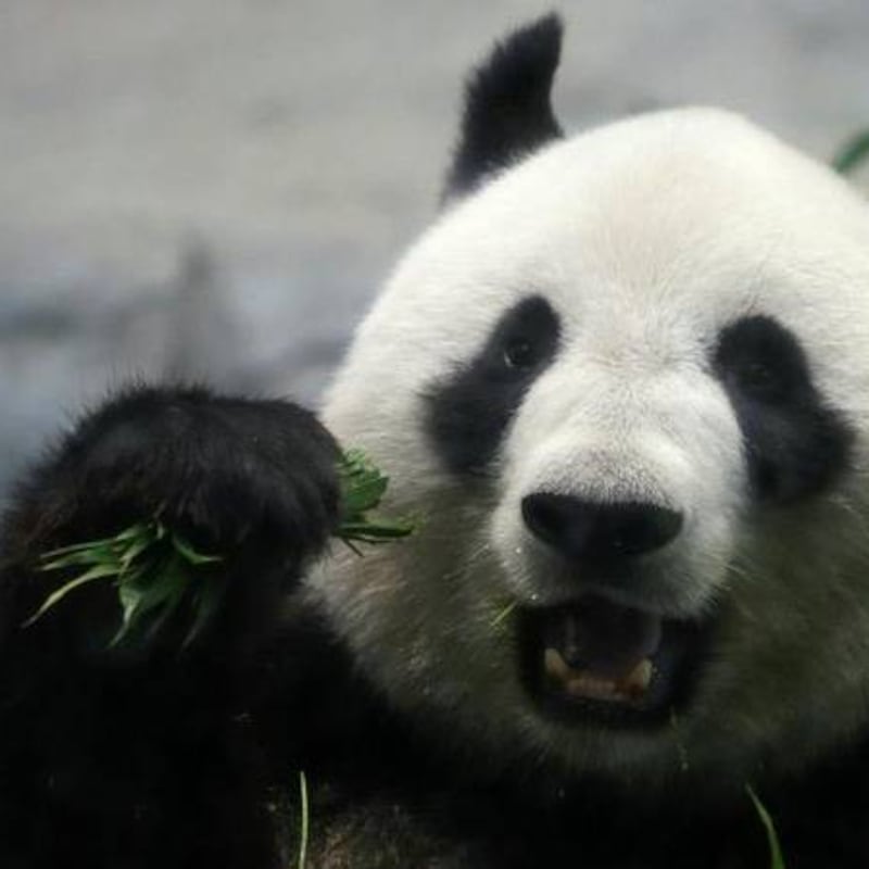 El mundo no se cayó hoy