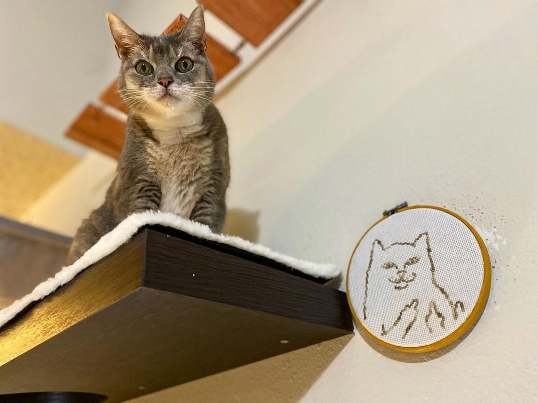 Billi, la gatita parlante