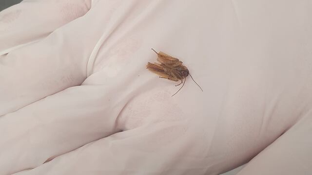 Cucaracha que vivió en el oído de un hombre