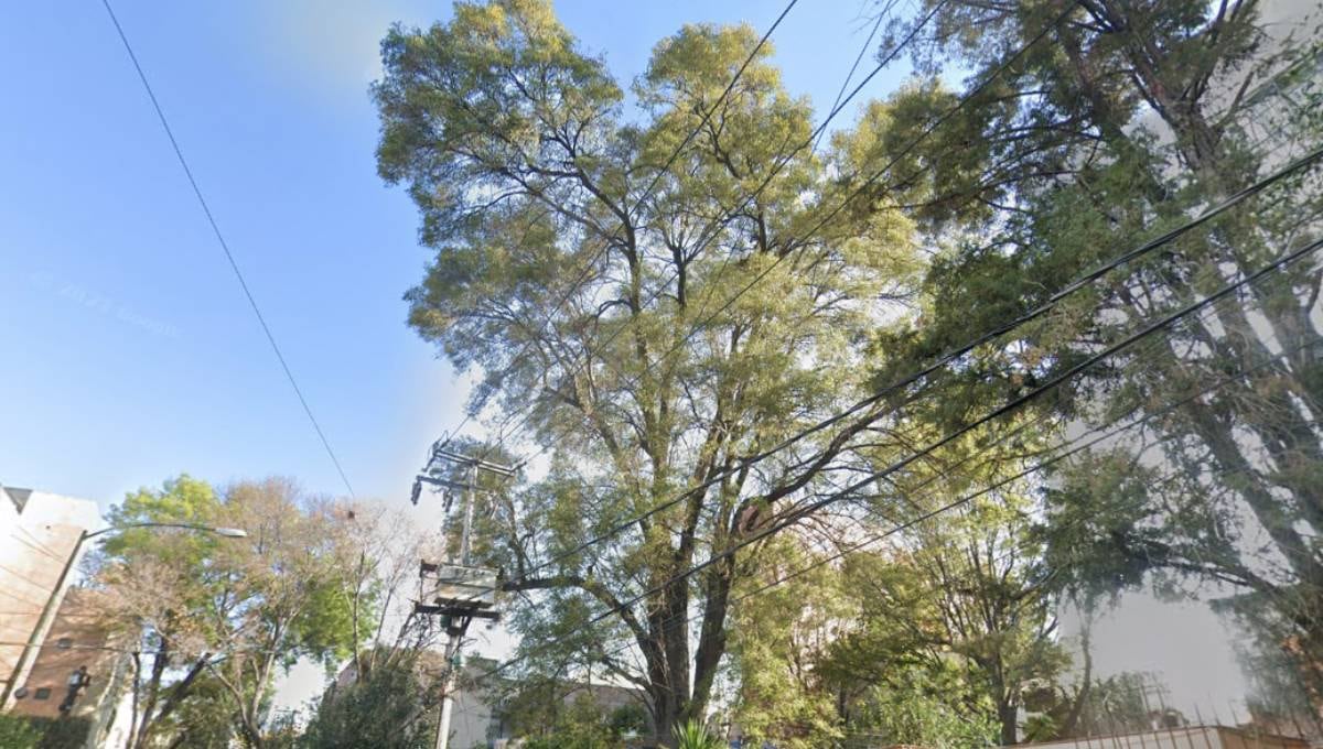 Fresno en Cerrada Eugenia 28