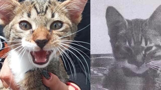 Fiscalía de la CDMX entra a CCH Vallejo por asesinato de gato Haru